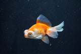 Butterfly  Red White 3 Inch (ID#404B8b-37) Free2Day SHIPPING
