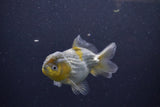 Yuan Bao Oranda  Blue 3.5 Inch (ID#1217Yb10b-71) Free2Day SHIPPING