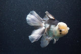 Thai Oranda  Panda 6 Inch (ID#1101To6b-109)