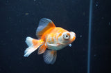Butterfly  Red White 3 Inch (ID#404B8b-37) Free2Day SHIPPING