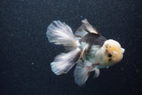 Thai Oranda  Panda 6 Inch (ID#1101To6b-109)