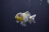 Yuan Bao Oranda  Blue 3.5 Inch (ID#1217Yb10b-71) Free2Day SHIPPING