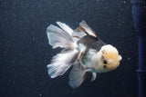 Thai Oranda  Panda 6 Inch (ID#1101To6b-109)