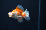 Butterfly  Red White 3 Inch (ID#404B8b-37) Free2Day SHIPPING
