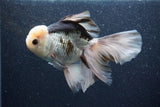 Thai Oranda  Panda 6 Inch (ID#1101To6b-109)