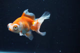 Butterfly  Red White 3 Inch (ID#404B8b-37) Free2Day SHIPPING