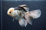 Thai Oranda  Panda 6 Inch (ID#1101To6b-109)