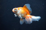Butterfly  Red White 3 Inch (ID#404B8b-37) Free2Day SHIPPING