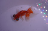 Butterfly  Red White 3 Inch (ID#404B8b-37) Free2Day SHIPPING