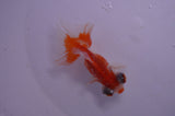 Butterfly  Red White 3 Inch (ID#404B8b-37) Free2Day SHIPPING