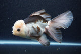 Thai Oranda  Panda 6 Inch (ID#1101To6b-109)