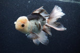 Thai Oranda  Panda 6 Inch (ID#1101To6b-109)