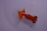 Butterfly  Red White 3 Inch (ID#404B8b-37) Free2Day SHIPPING