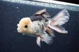 Thai Oranda  Panda 6 Inch (ID#1101To6b-109)