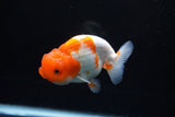 Juvenile Lionchu  Red White 3.5 Inch (ID#1213R11b-7) Free2Day SHIPPING