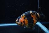 Jumbo Milk Cow Ranchu  Calico 5 Inch (ID#1203R9a-119)