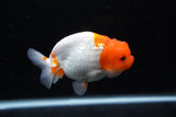 Juvenile Lionchu  Red White 3.5 Inch (ID#1213R11b-7) Free2Day SHIPPING