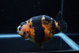 Jumbo Milk Cow Ranchu  Calico 5 Inch (ID#1203R9a-119)