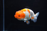 Juvenile Lionchu  Red White 3.5 Inch (ID#1213R11b-7) Free2Day SHIPPING