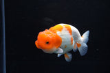 Juvenile Lionchu  Red White 3.5 Inch (ID#1213R11b-7) Free2Day SHIPPING