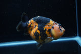 Jumbo Milk Cow Ranchu  Calico 5 Inch (ID#1203R9a-119)