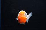 Juvenile Lionchu  Red White 3.5 Inch (ID#1213R11b-7) Free2Day SHIPPING