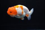 Juvenile Lionchu  Red White 3.5 Inch (ID#1213R11b-7) Free2Day SHIPPING