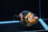 Jumbo Milk Cow Ranchu  Calico 5 Inch (ID#1203R9a-119)