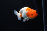 Juvenile Lionchu  Red White 3.5 Inch (ID#1213R11b-7) Free2Day SHIPPING