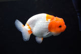 Juvenile Lionchu  Red White 3.5 Inch (ID#1213R11b-7) Free2Day SHIPPING