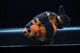 Jumbo Milk Cow Ranchu  Calico 5 Inch (ID#1203R9a-119)