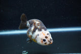 Milk Cow Ranchu  Calico 4 Inch (ID#1015R10c-62) Free2Day SHIPPING