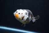 Milk Cow Ranchu  Calico 4 Inch (ID#1015R10c-62) Free2Day SHIPPING