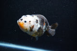 Milk Cow Ranchu  Calico 4 Inch (ID#1015R10c-62) Free2Day SHIPPING