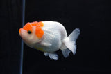 Juvenile Lionchu  Red White 3.5 Inch (ID#1213R11b-8) Free2Day SHIPPING