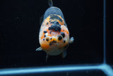 Jumbo Milk Cow Ranchu  Calico 5 Inch (ID#1203R9a-119)