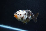 Milk Cow Ranchu  Calico 4 Inch (ID#1015R10c-62) Free2Day SHIPPING