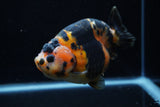 Jumbo Milk Cow Ranchu  Calico 5 Inch (ID#1203R9a-119)