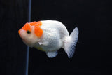 Juvenile Lionchu  Red White 3.5 Inch (ID#1213R11b-8) Free2Day SHIPPING