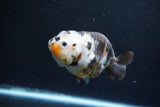 Milk Cow Ranchu  Calico 4 Inch (ID#1015R10c-62) Free2Day SHIPPING