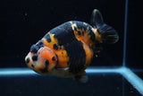 Jumbo Milk Cow Ranchu  Calico 5 Inch (ID#1203R9a-119)