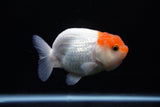 Juvenile Lionchu  Red White 3.5 Inch (ID#1213R11b-8) Free2Day SHIPPING