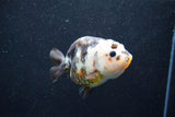 Milk Cow Ranchu  Calico 4 Inch (ID#1015R10c-62) Free2Day SHIPPING