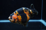 Jumbo Milk Cow Ranchu  Calico 5 Inch (ID#1203R9a-119)