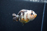 Milk Cow Ranchu  Calico 4 Inch (ID#1015R10c-62) Free2Day SHIPPING