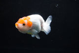 Juvenile Lionchu  Red White 3.5 Inch (ID#1213R11b-8) Free2Day SHIPPING