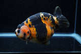 Jumbo Milk Cow Ranchu  Calico 5 Inch (ID#1203R9a-119)