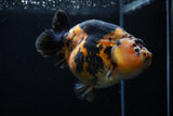 Jumbo Milk Cow Ranchu  Calico 5 Inch (ID#1203R9a-119)