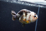 Milk Cow Ranchu  Calico 4 Inch (ID#1015R10c-62) Free2Day SHIPPING