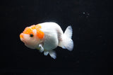 Juvenile Lionchu  Red White 3.5 Inch (ID#1213R11b-8) Free2Day SHIPPING